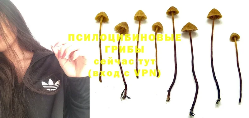 купить   Малаховка  ссылка на мегу ссылки  Галлюциногенные грибы Magic Shrooms 